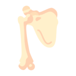 Brachial Plexus Surgery