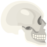 Maxillo Facial Surgery